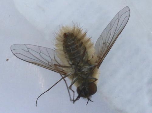 Systoechus sp.